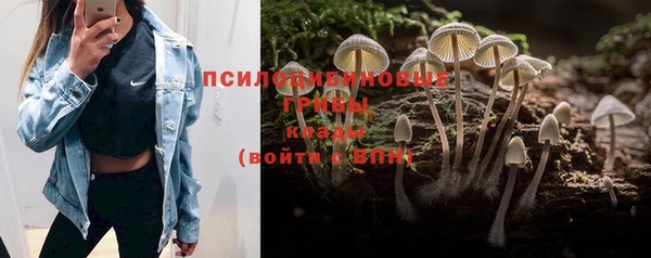 прущие грибы Алзамай
